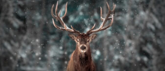 Cerf en forêt sous la neige